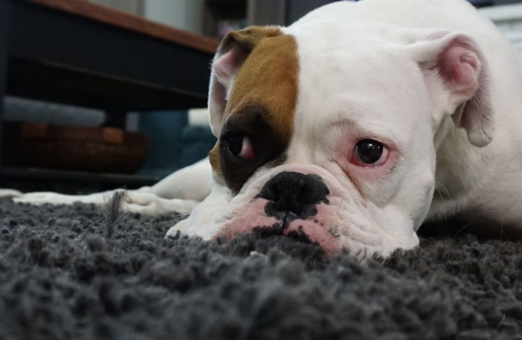 Carpet Cleaning in Greenslopes